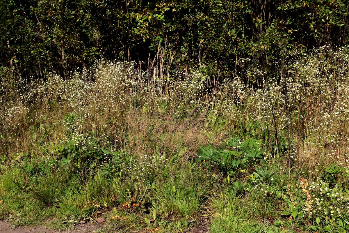 Image of Erigeron annuus specimen.