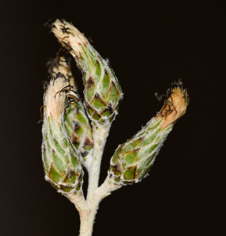 Image of Brachylaena discolor specimen.