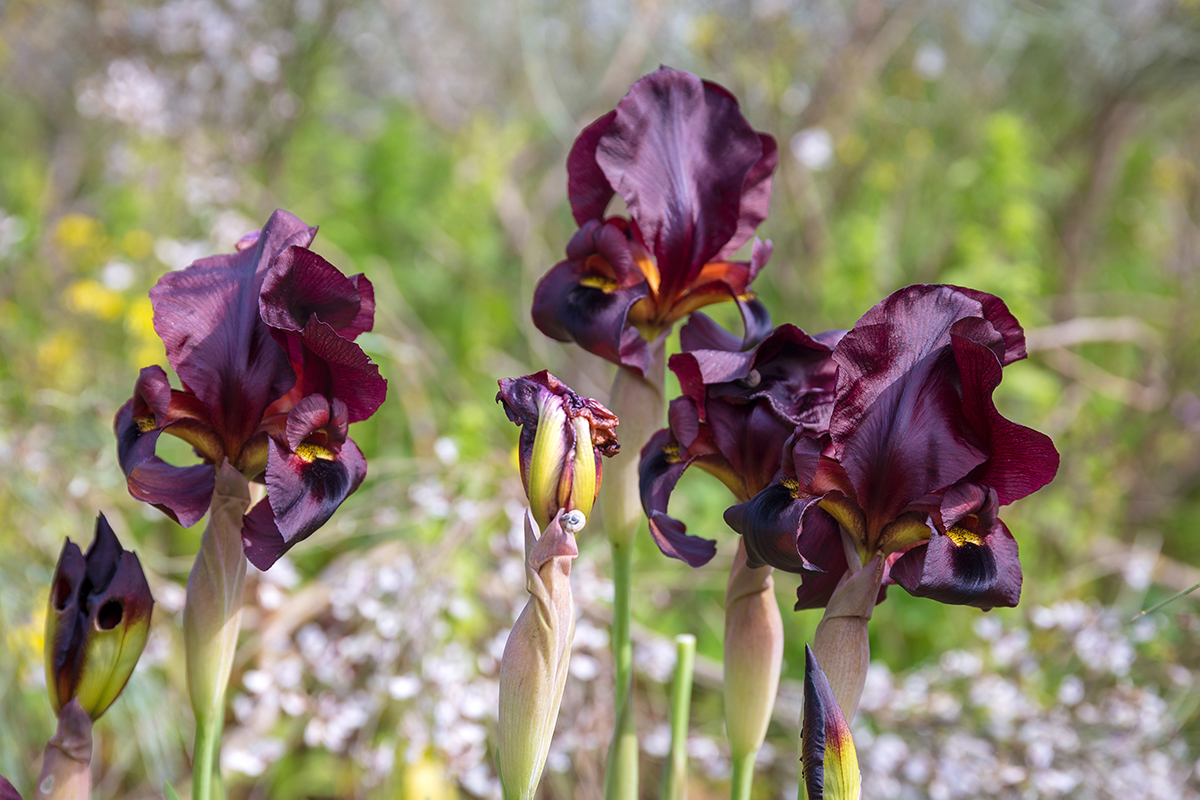 Image of Iris atropurpurea specimen.