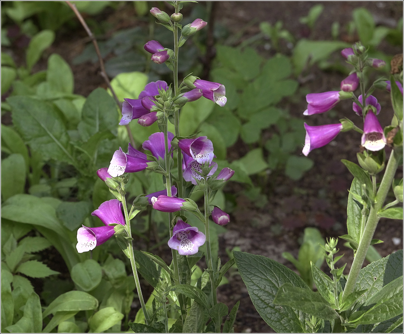 Image of Digitalis purpurea specimen.