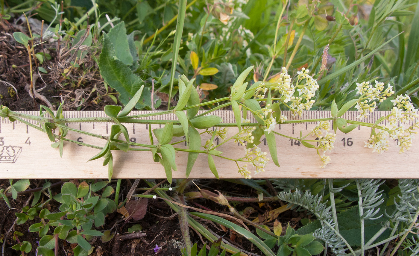 Изображение особи Galium valantioides.