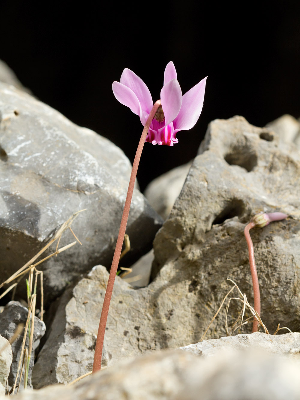 Изображение особи Cyclamen hederifolium ssp. confusum.