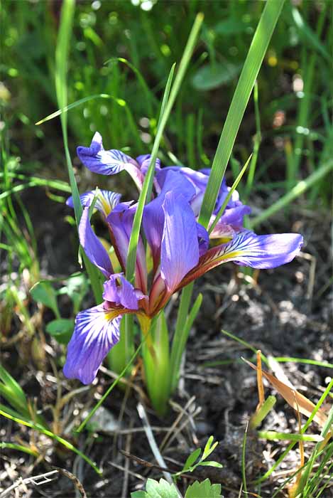 Image of Iris pontica specimen.