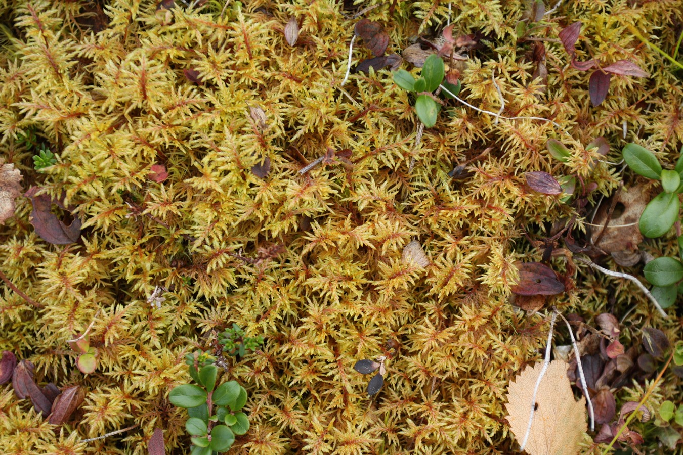 Изображение особи Hylocomium splendens.