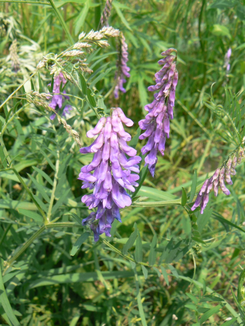 Image of Vicia cracca specimen.