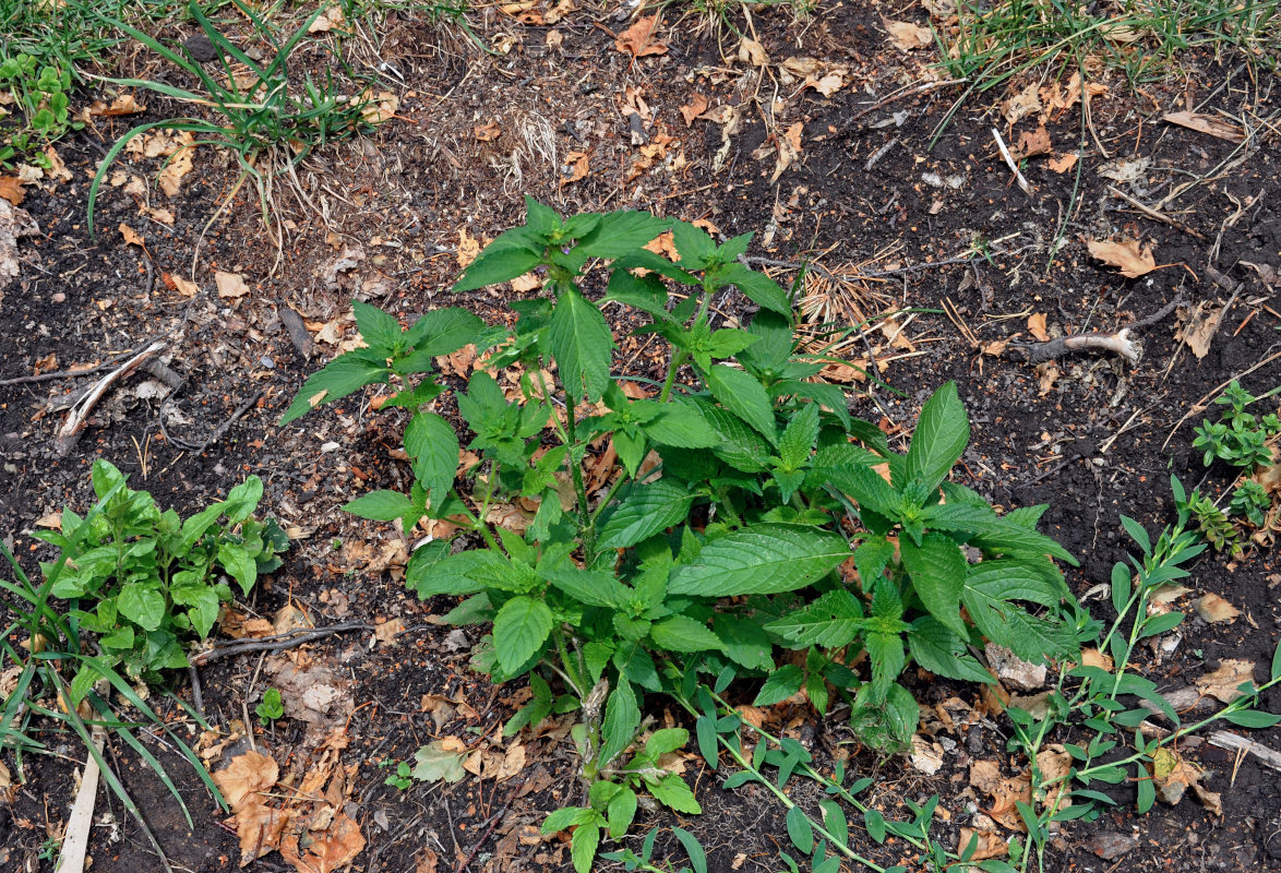 Изображение особи Galeopsis bifida.