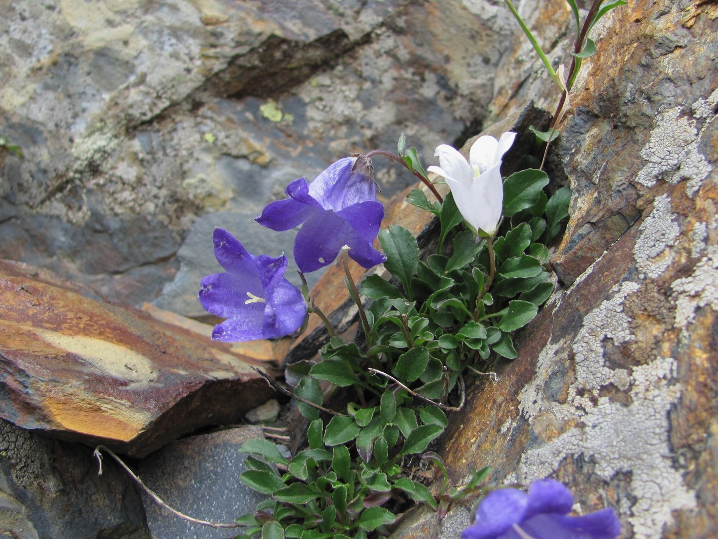 Изображение особи Campanula saxifraga.