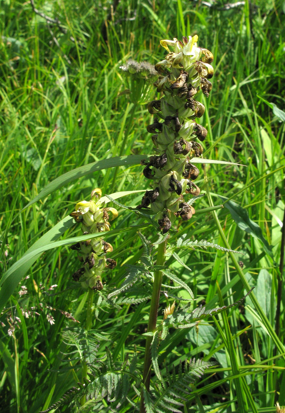 Image of Pedicularis compacta specimen.