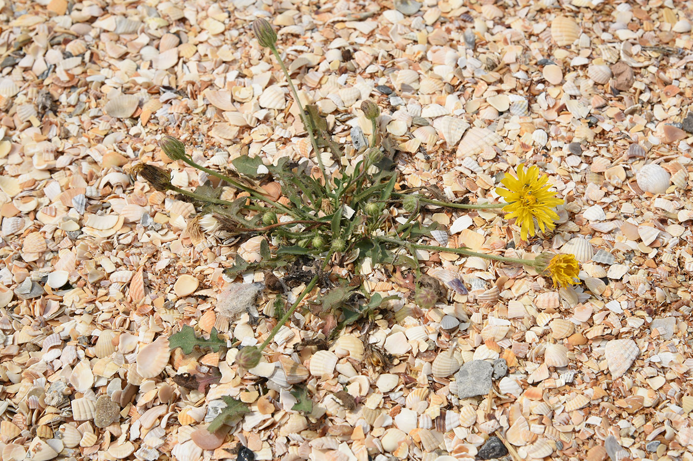 Image of Crepis rhoeadifolia specimen.