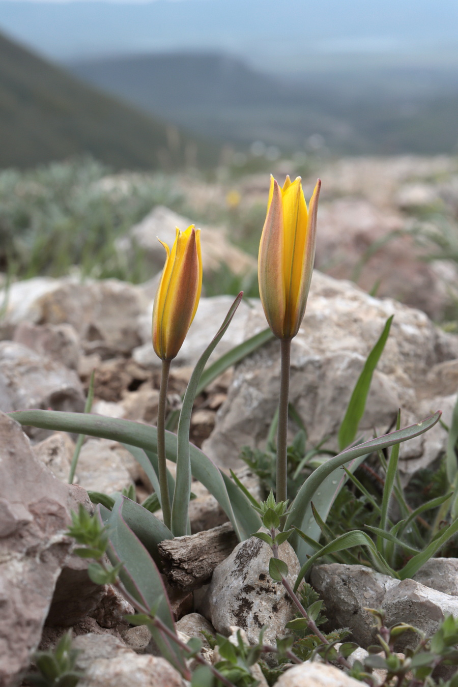 Image of Tulipa australis specimen.