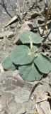 Phlomoides hypoviridis