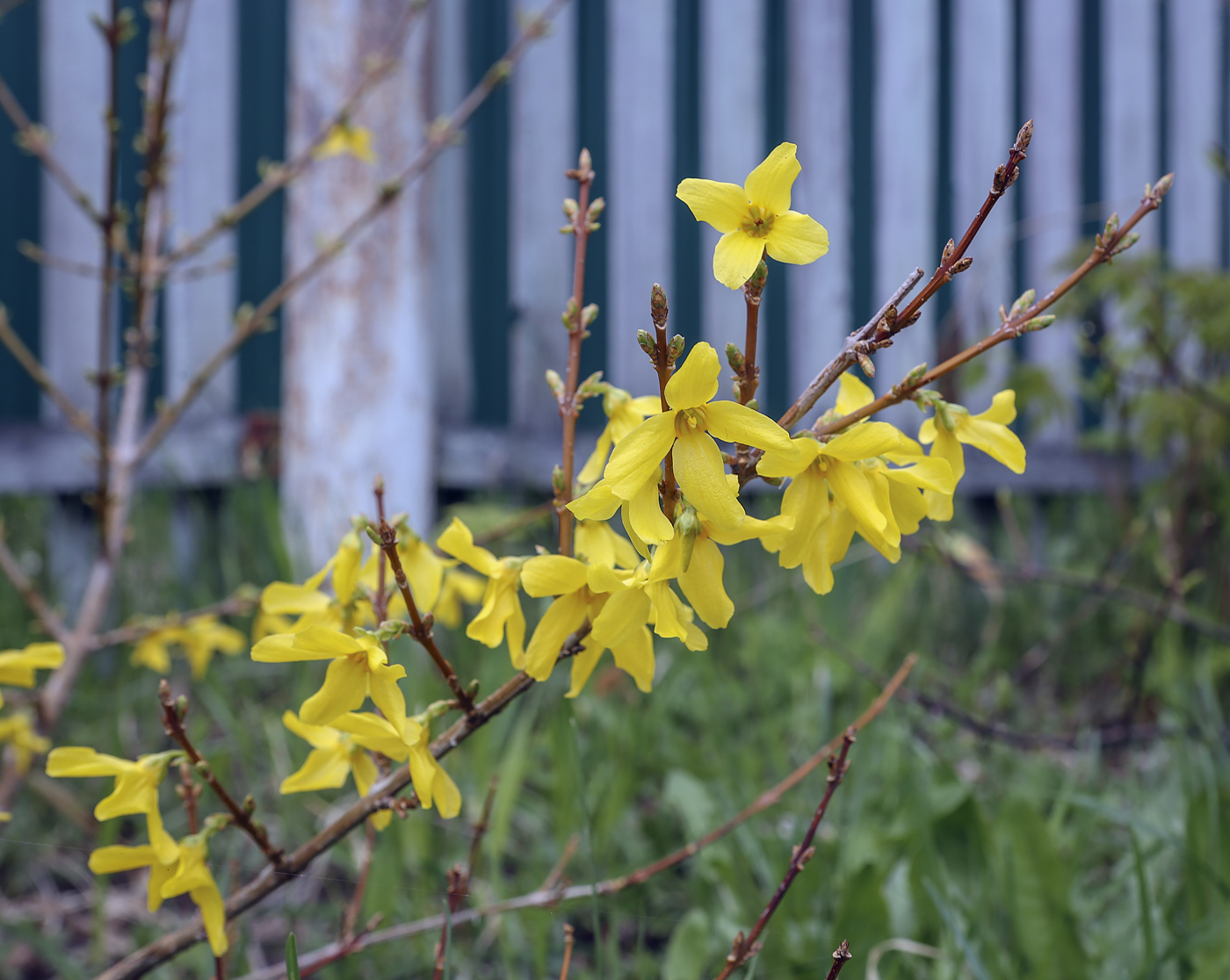 Изображение особи Forsythia &times; intermedia.