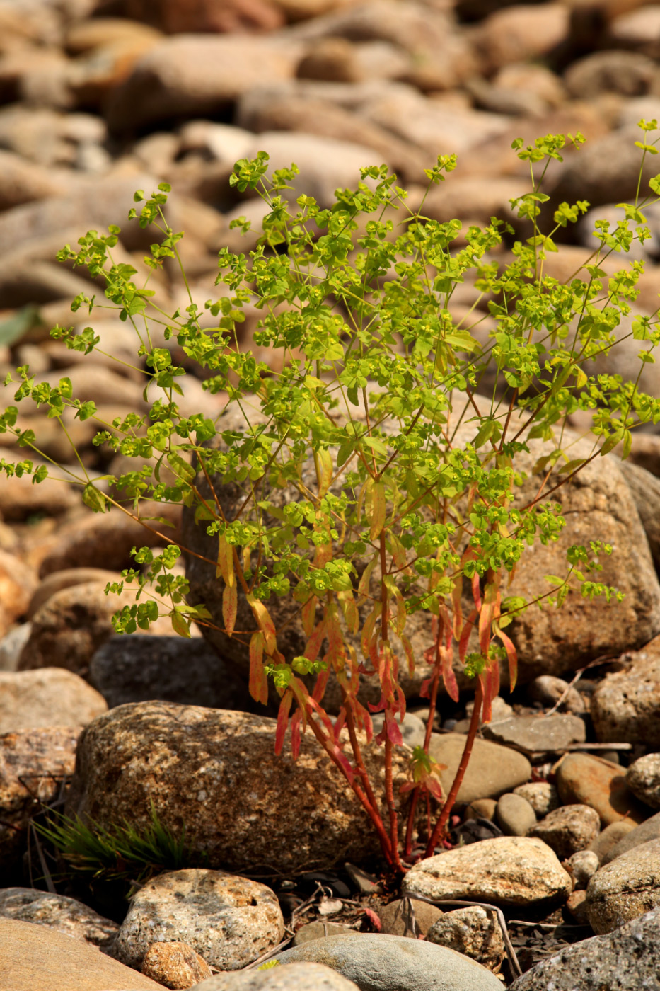 Image of Euphorbia stricta specimen.