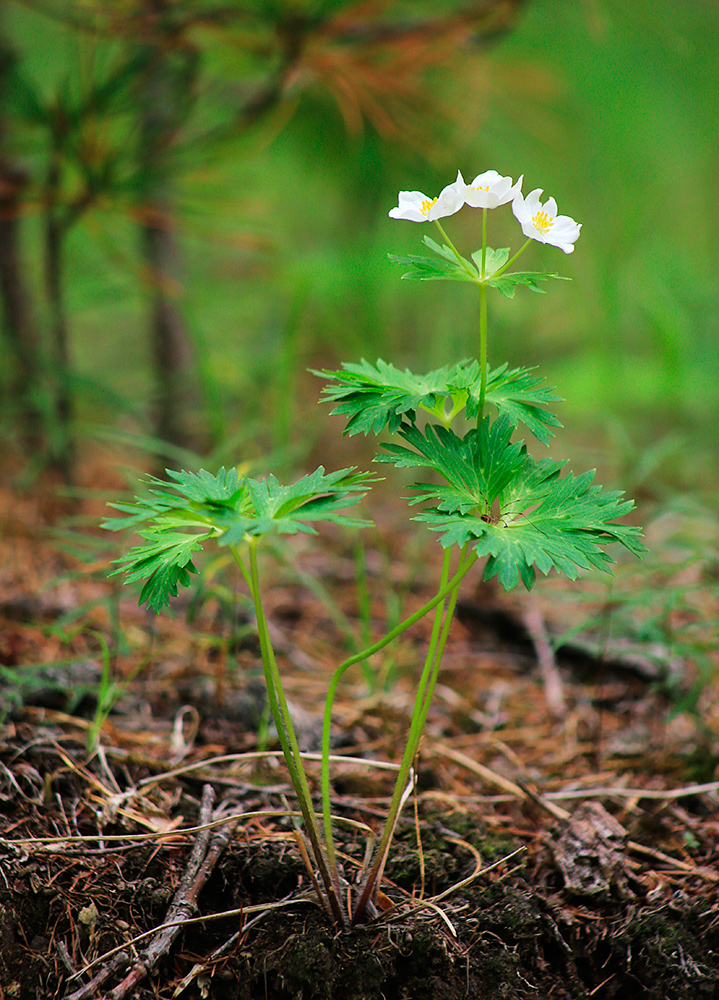 Изображение особи Anemonastrum brevipedunculatum.