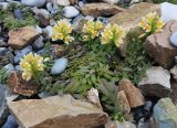 Linaria japonica