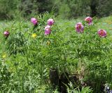 Paeonia anomala. Цветущие растения. Алтай, Онгудайский р-н, окр. пер. Семинский, луг. 11 июня 2022 г.