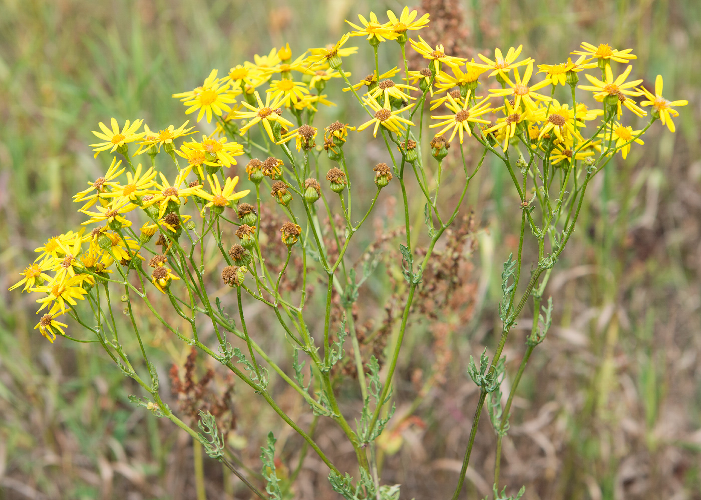 Изображение особи Senecio jacobaea.