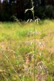 Silene chlorantha