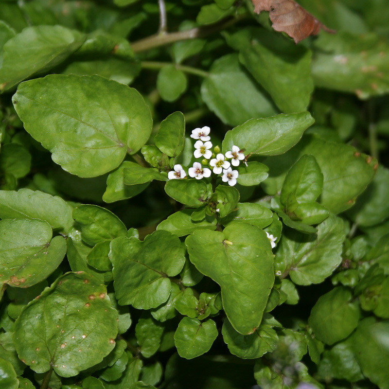 Изображение особи Nasturtium officinale.