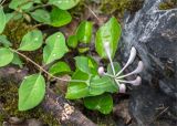 Lonicera caprifolium