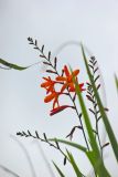 род Crocosmia. Соцветия с цветками и бутонами. Папуа Новая Гвинея, регион Уэстерн-Хайлендс, окр. Camp JJ Komane mambuno. 16.08.2009.