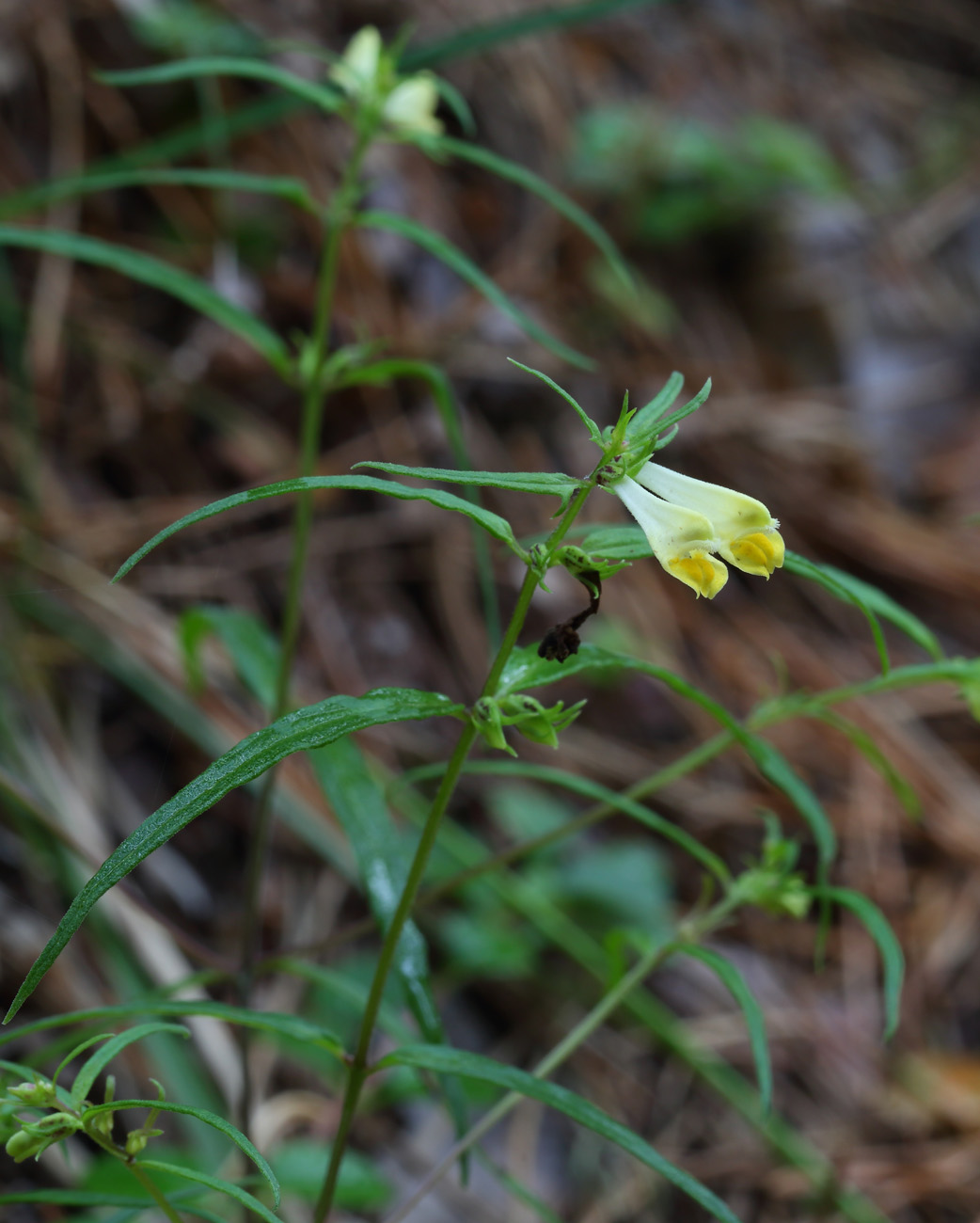 Image of Melampyrum pratense specimen.