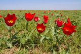 Tulipa suaveolens