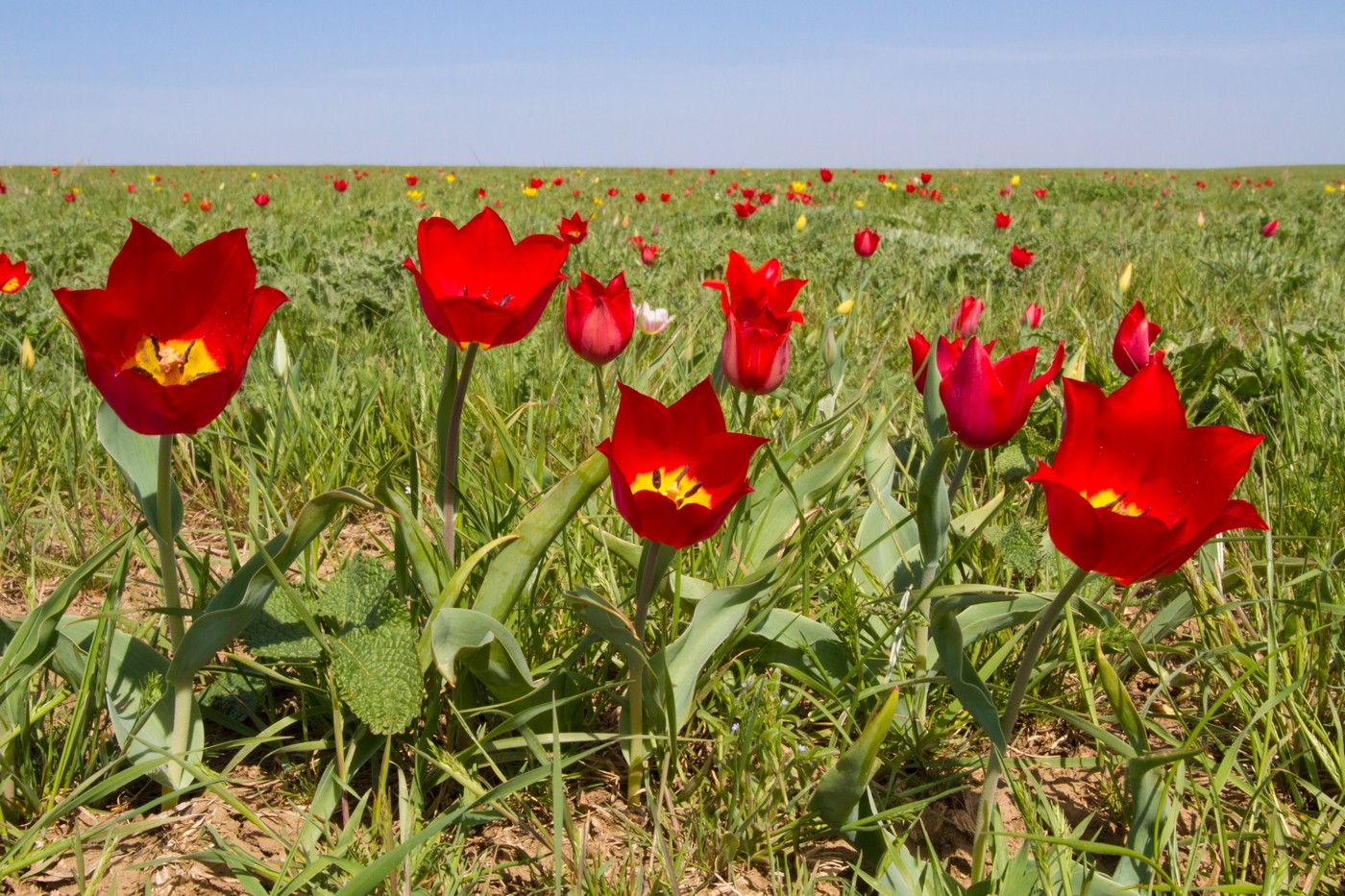 Image of Tulipa suaveolens specimen.