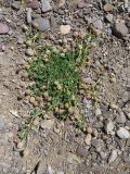 Trifolium fragiferum