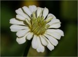 Zinnia elegans