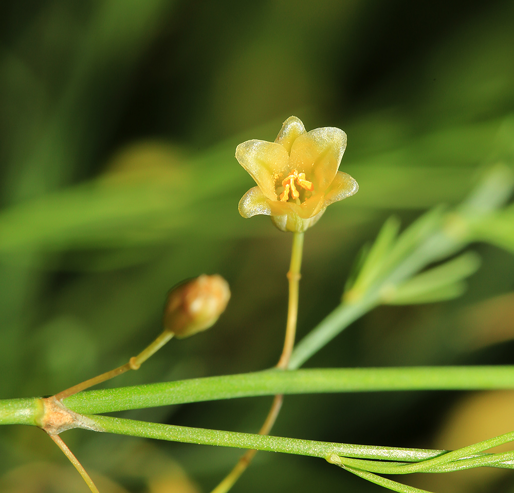 Image of Asparagus officinalis specimen.