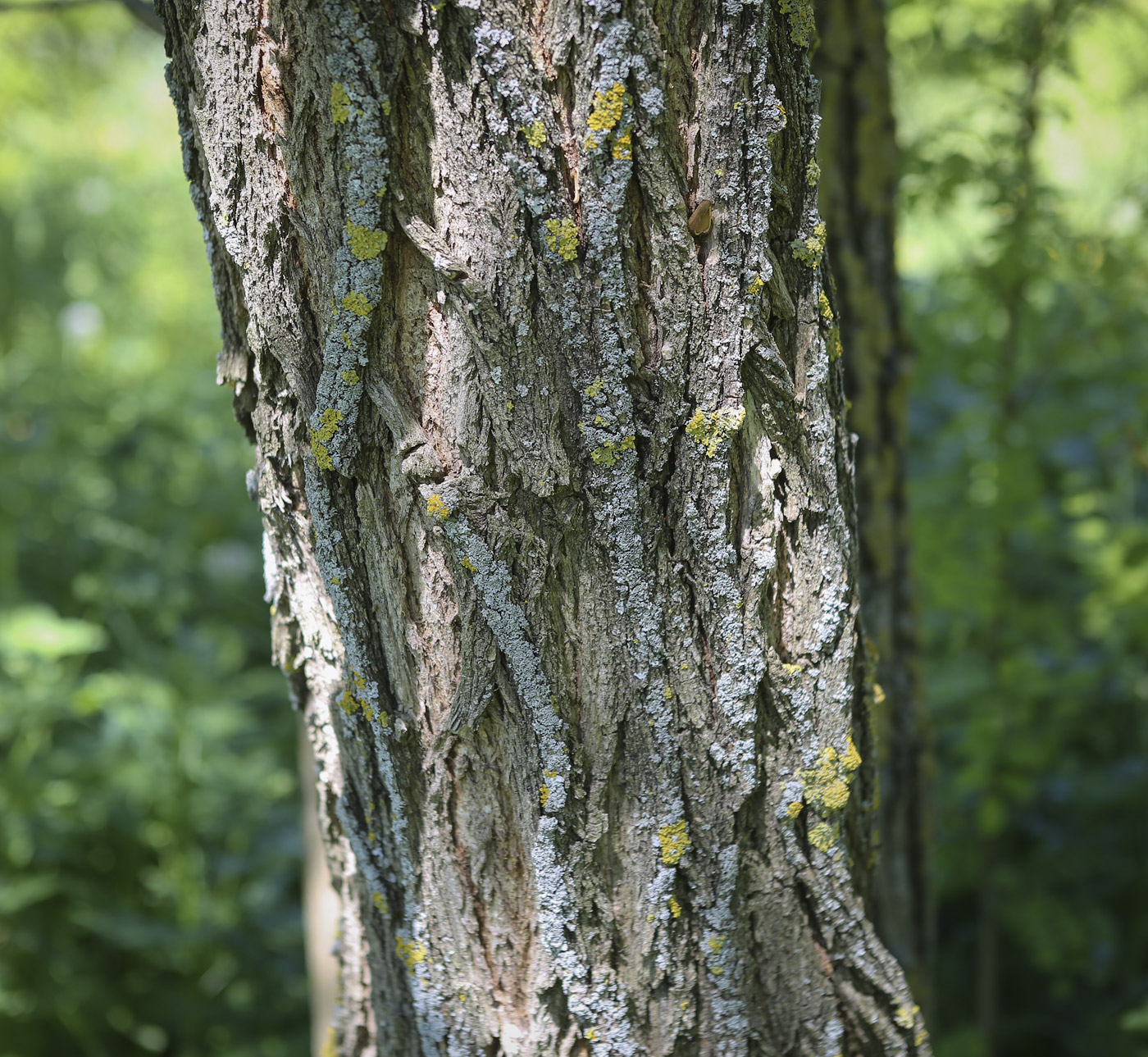 Изображение особи Robinia pseudoacacia.