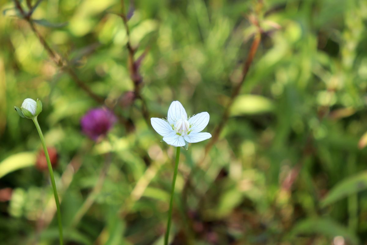 Image of Parnassia palustris specimen.