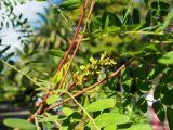 Amorpha fruticosa