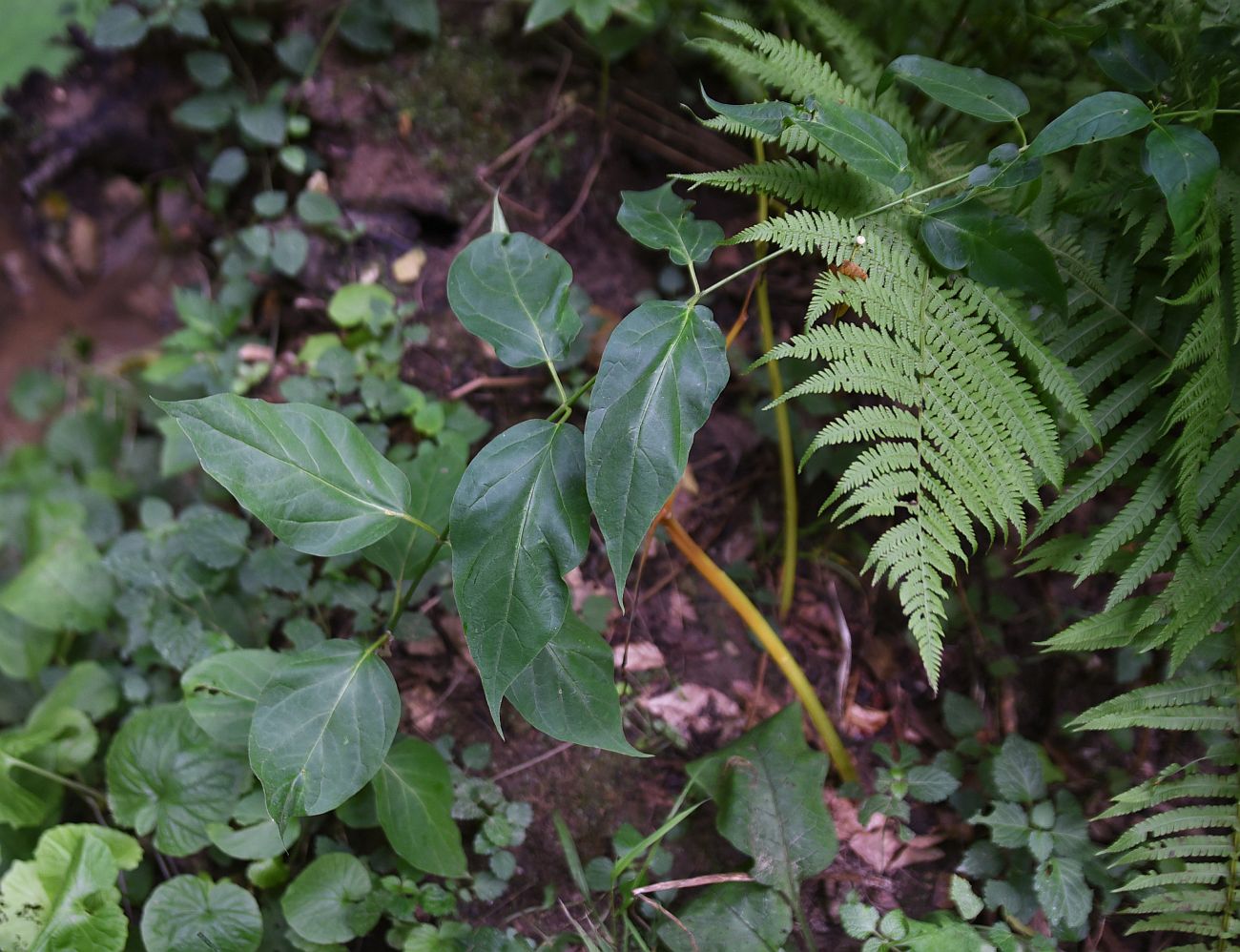 Image of Vincetoxicum scandens specimen.