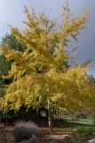 Ginkgo biloba