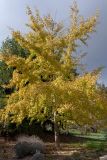 Ginkgo biloba. Взрослое дерево в осенней окраске листьев. Израиль, г. Иерусалим, ботанический сад университета. 30.11.2022.