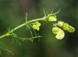 Aconitum anthoroideum