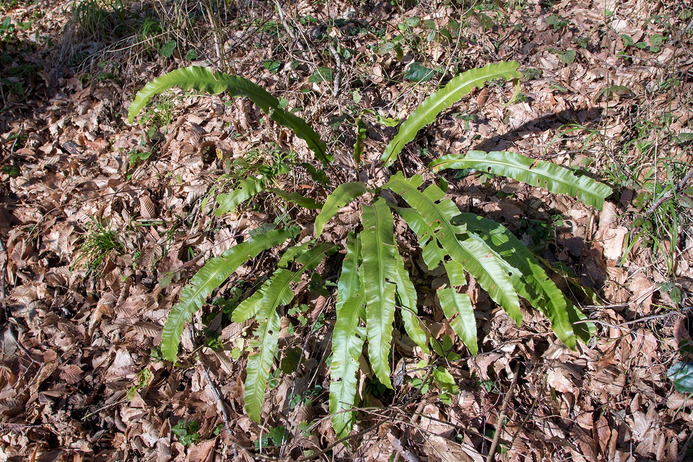 Image of Phyllitis scolopendrium specimen.