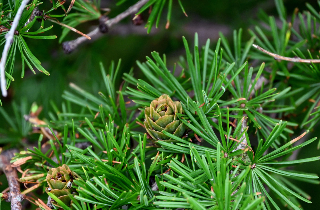 Image of Larix kamtschatica specimen.