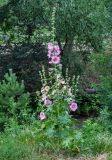 Alcea rosea. Цветущее растение. Алтайский край, г. Белокуриха, в культуре. 07.07.2021.