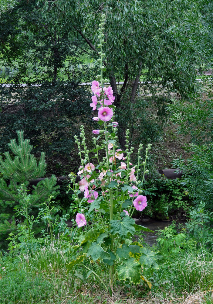 Image of Alcea rosea specimen.