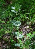 Vicia narbonensis