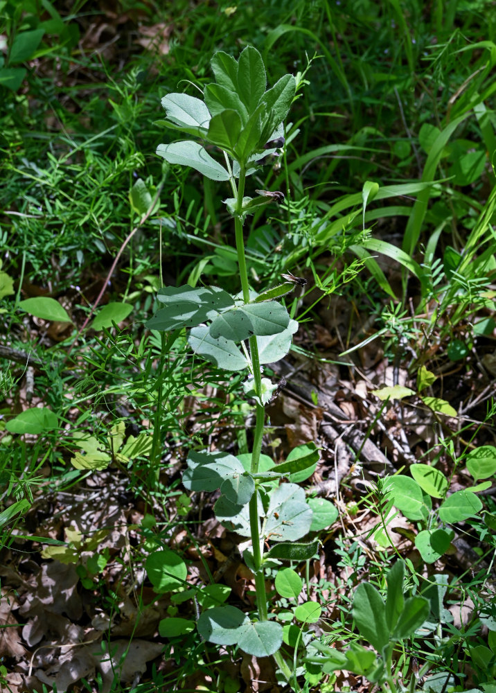 Изображение особи Vicia narbonensis.