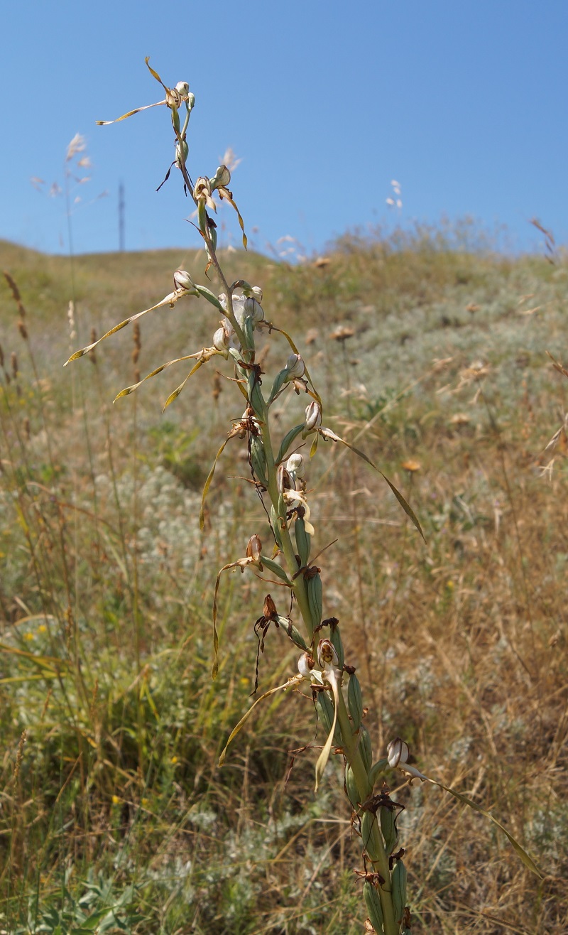 Image of Himantoglossum caprinum specimen.