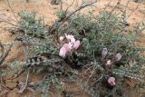 Astragalus dolichophyllus