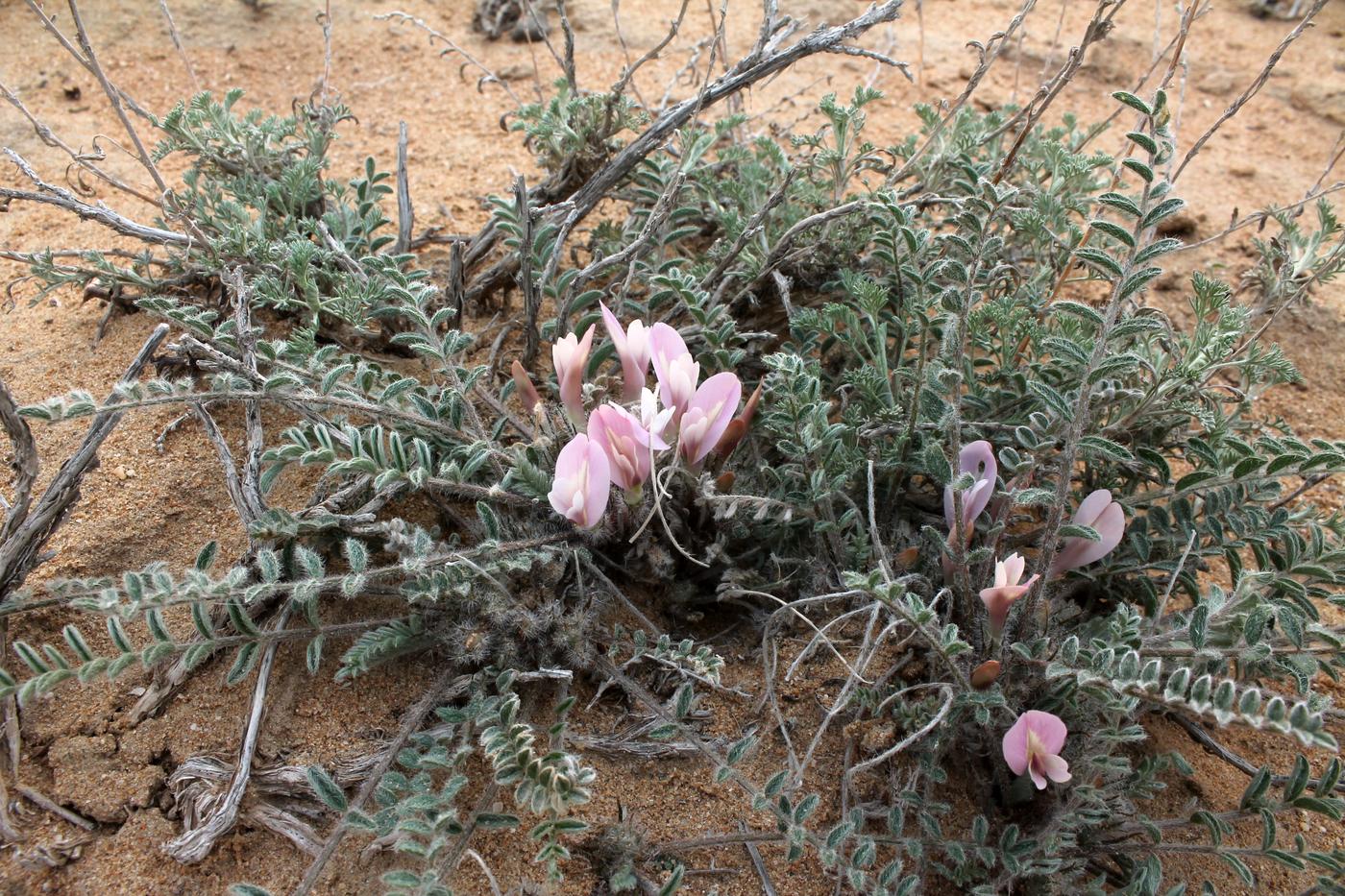 Изображение особи Astragalus dolichophyllus.