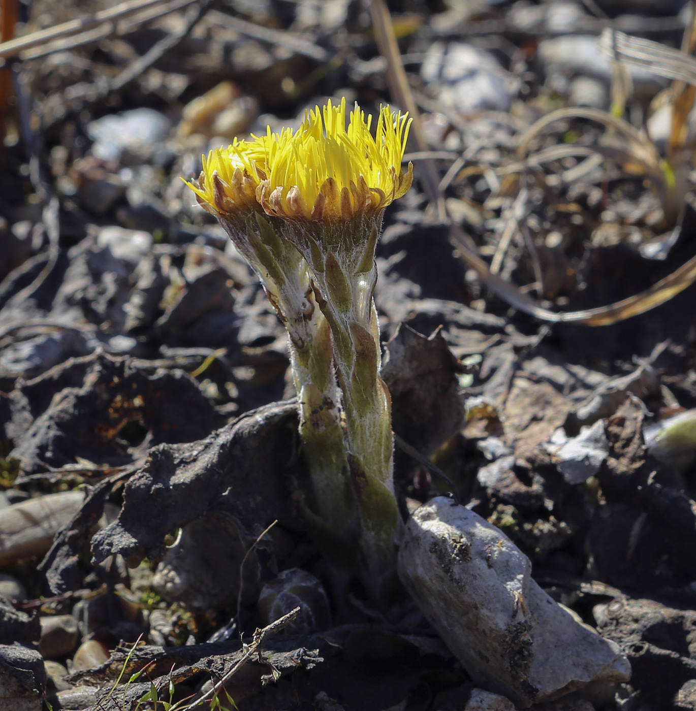 Image of Tussilago farfara specimen.