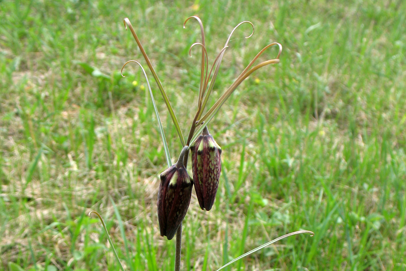 Image of Fritillaria ruthenica specimen.