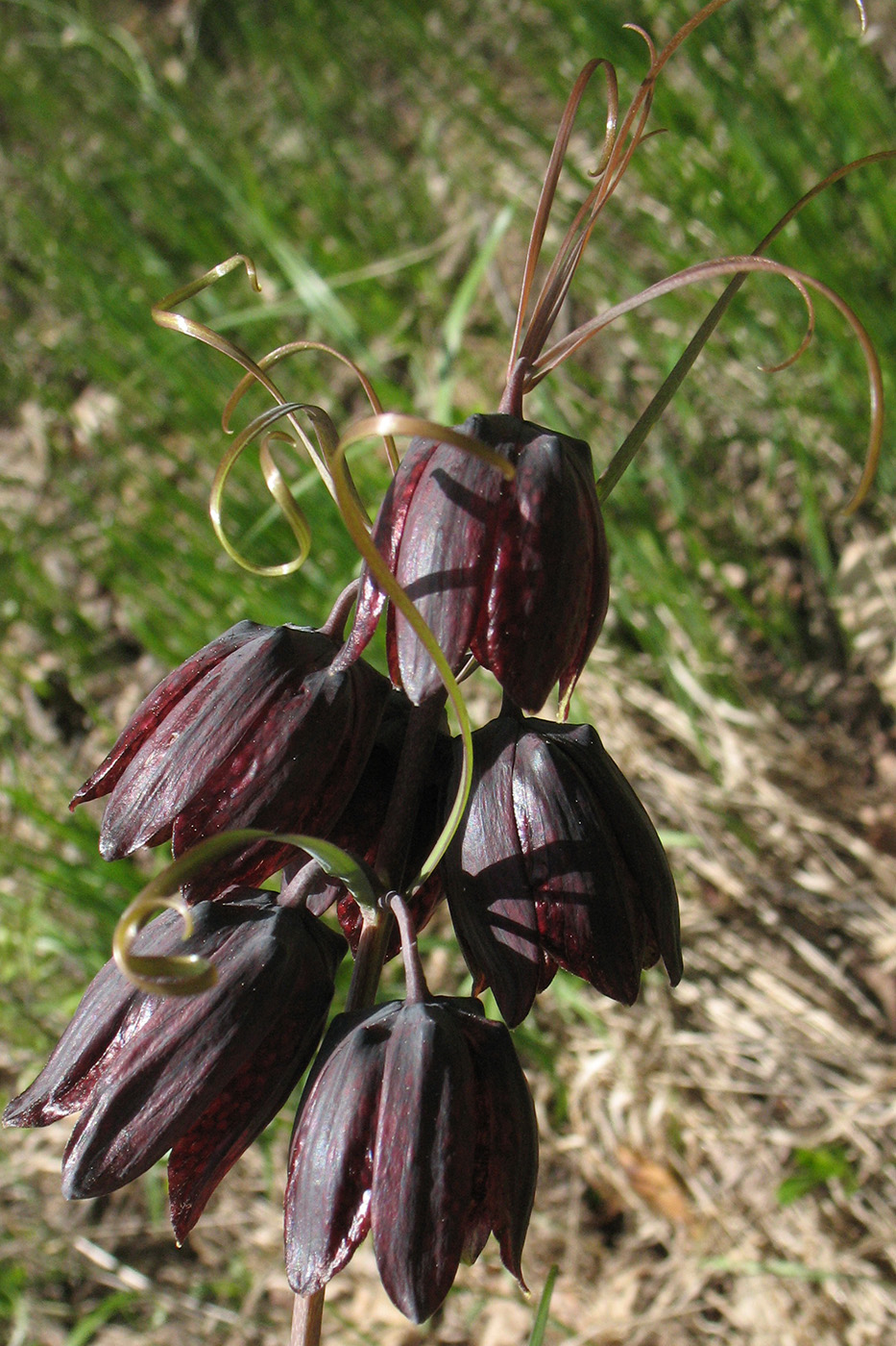 Image of Fritillaria ruthenica specimen.